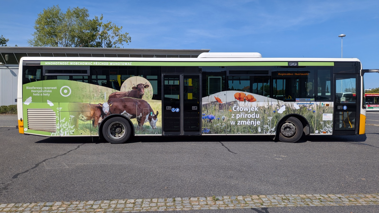 Einstiegsseite eines grünen Stadtbusses mit tschechischer Aufschrift und Kühen